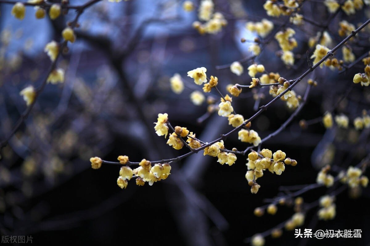 诗词解读:腊梅黄梅六首:江上清香隔水闻,黄梅花渍酒卮香-爱读书 诗词解读:腊梅黄梅六首:江上清香隔水闻,黄梅花渍酒卮香-爱读书