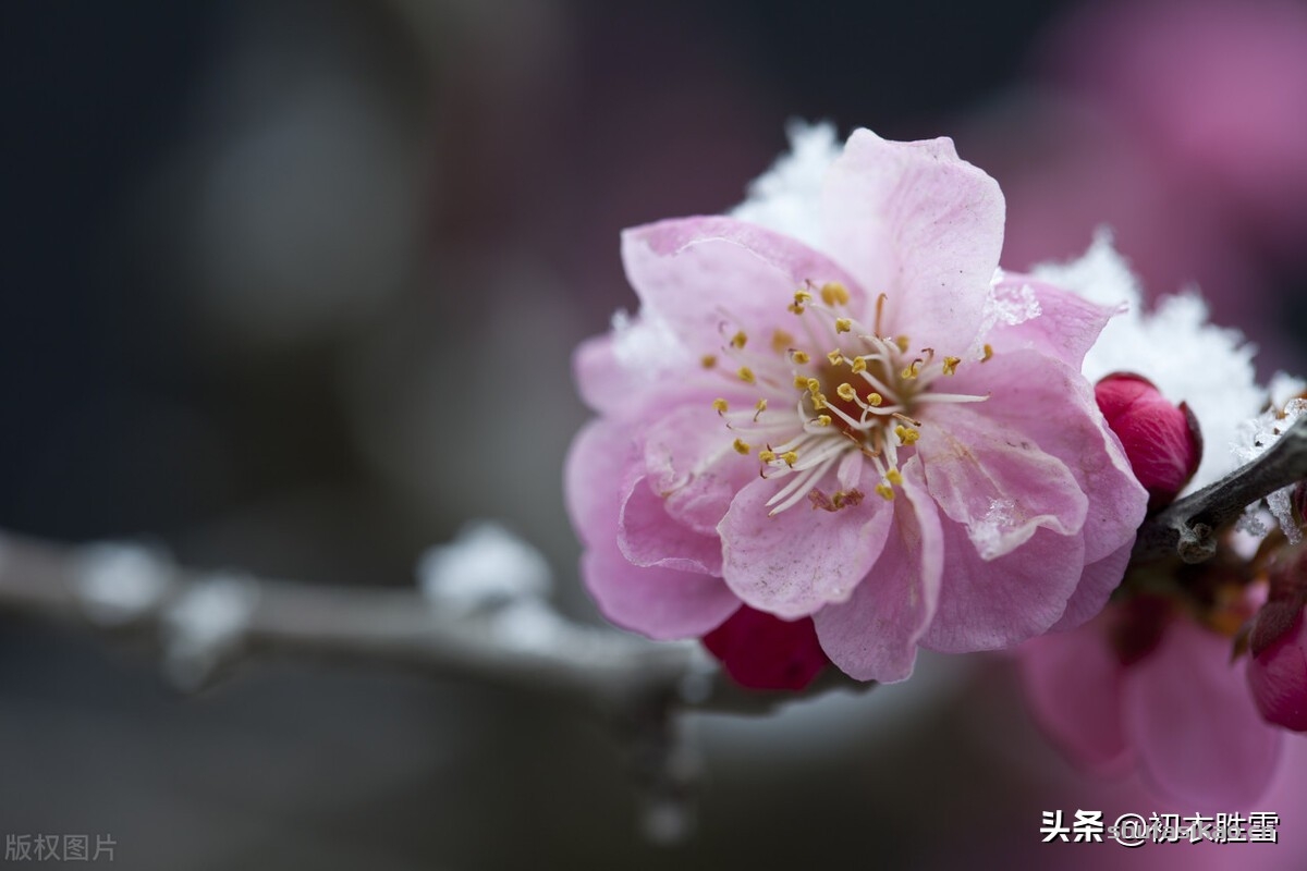 诗词解读：冬月花开七首，欣赏诗词里，那些在仲冬依然开放的花朵-爱读书