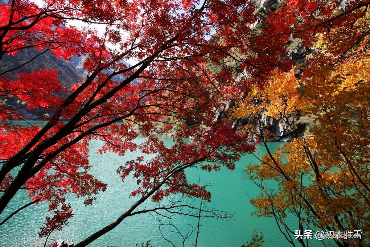 诗词解读:早冬红叶诗词七首,林疏晓日明红叶,红叶成林当落花-爱读书 诗词解读:早冬红叶诗词七首,林疏晓日明红叶,红叶成林当落花-爱读书