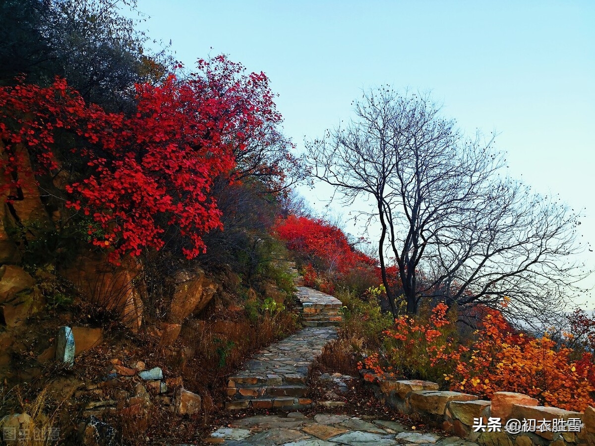 诗词解读：早冬红树美诗六首赏读：一山红树寺边多，满川红树夕阳斜-爱读书