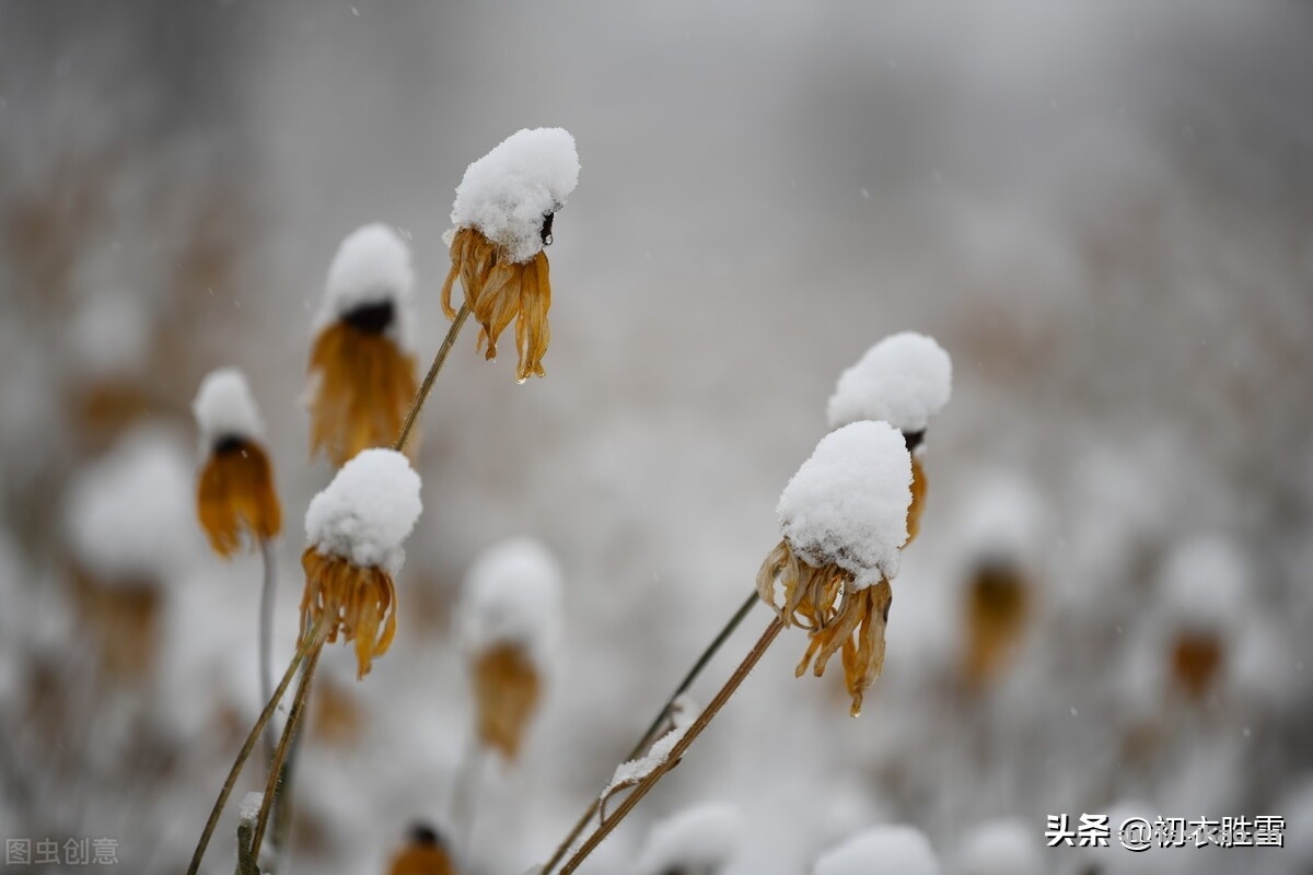 诗词解读:诗僧函可残菊四首:一枝残菊夕阳西-爱读书 诗词解读:诗僧函可残菊四首:一枝残菊夕阳西-爱读书