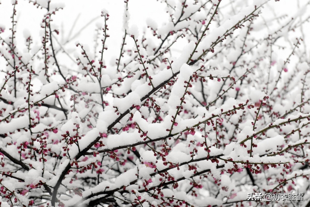 诗词解读:李商隐的《莫愁》,雪中梅下与谁期,莫愁还自有愁时-爱读书 诗词解读:李商隐的《莫愁》,雪中梅下与谁期,莫愁还自有愁时-爱读书