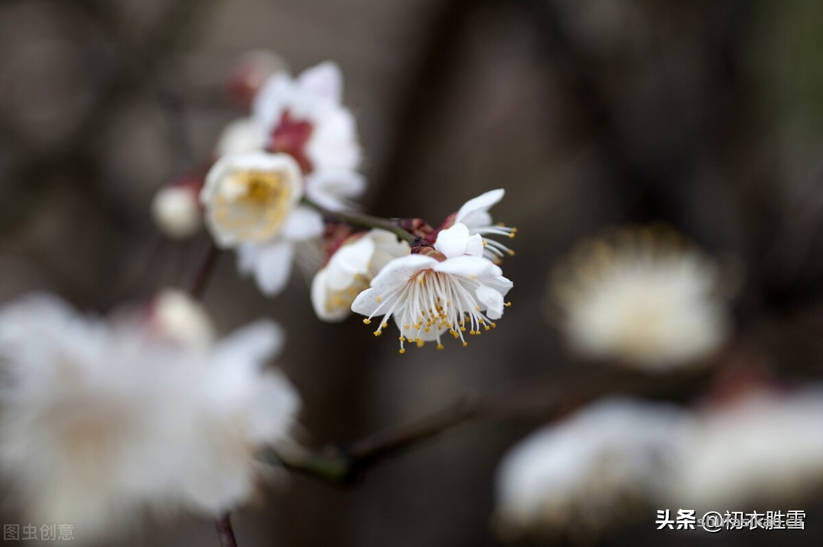 诗词解读:崔道融梅花三首,朔风如解意,容易莫摧残,是朔风不是逆风-爱读书 诗词解读:崔道融梅花三首,朔风如解意,容易莫摧残,是朔风不是逆风-爱读书