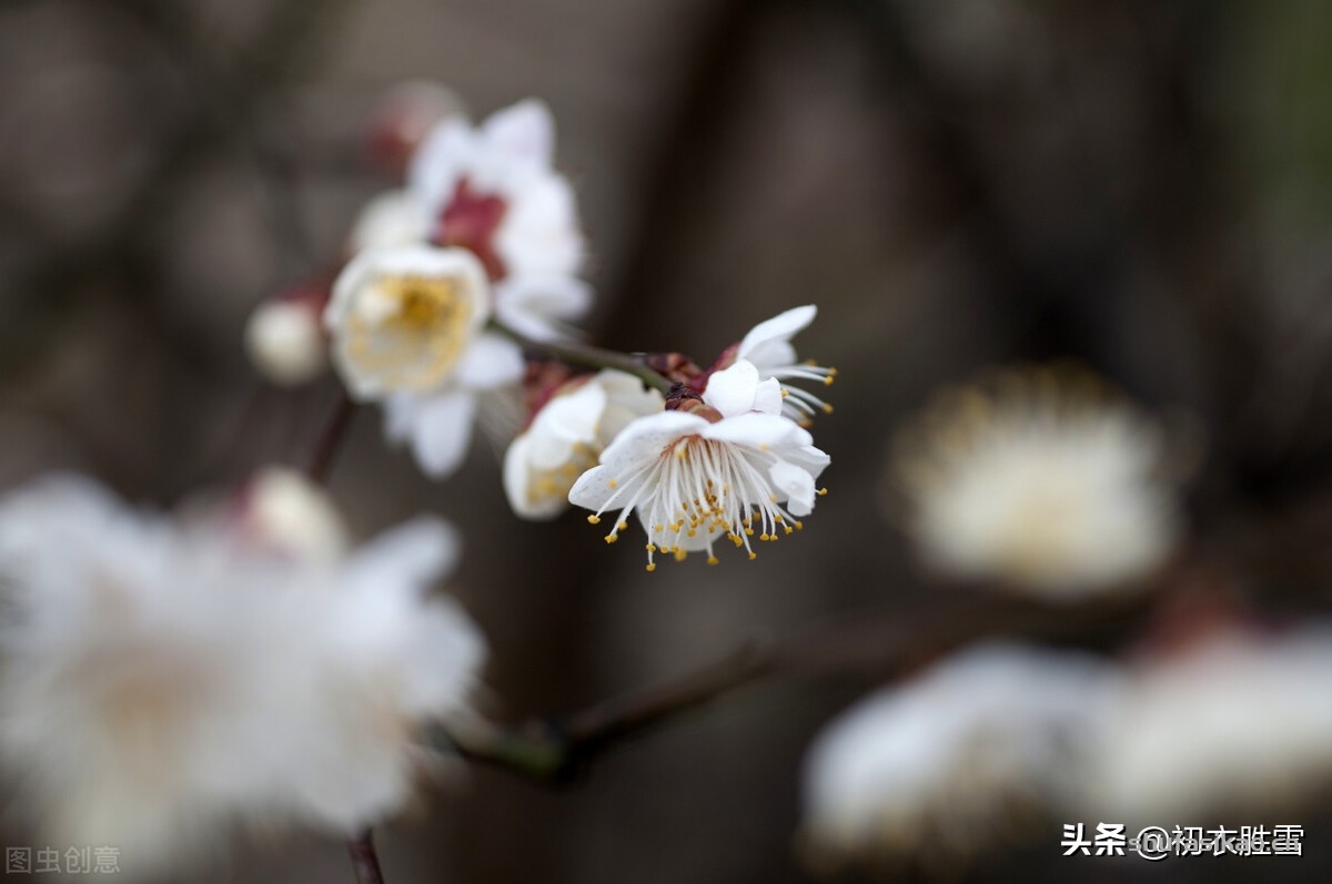 破泪简谱图片