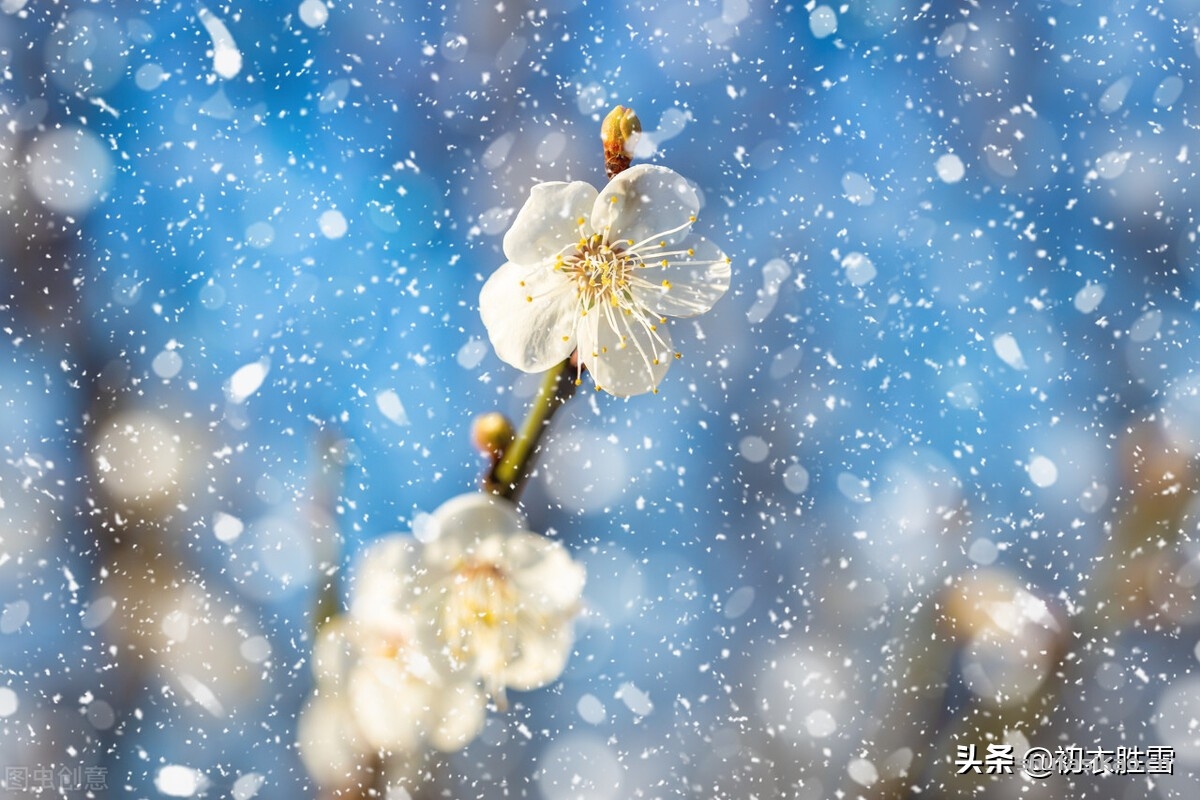 诗词解读：雪意古诗六首：弹罢蕊珠香满座，天花几个落瑶琴-爱读书