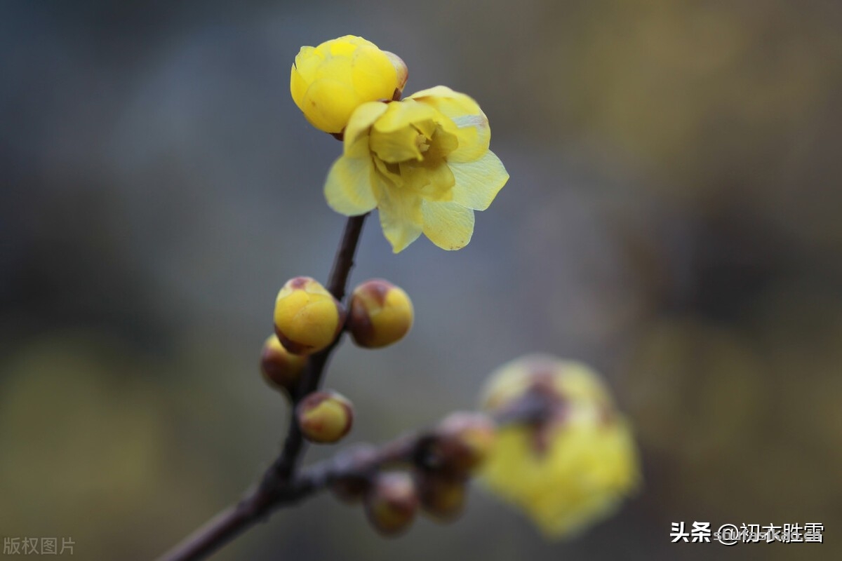 诗词解读:腊梅黄梅六首:江上清香隔水闻,黄梅花渍酒卮香-爱读书 诗词解读:腊梅黄梅六首:江上清香隔水闻,黄梅花渍酒卮香-爱读书