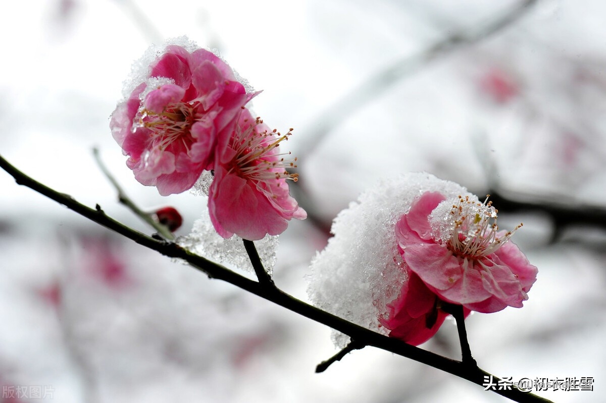 诗词解读:李商隐的《莫愁》,雪中梅下与谁期,莫愁还自有愁时-爱读书 诗词解读:李商隐的《莫愁》,雪中梅下与谁期,莫愁还自有愁时-爱读书