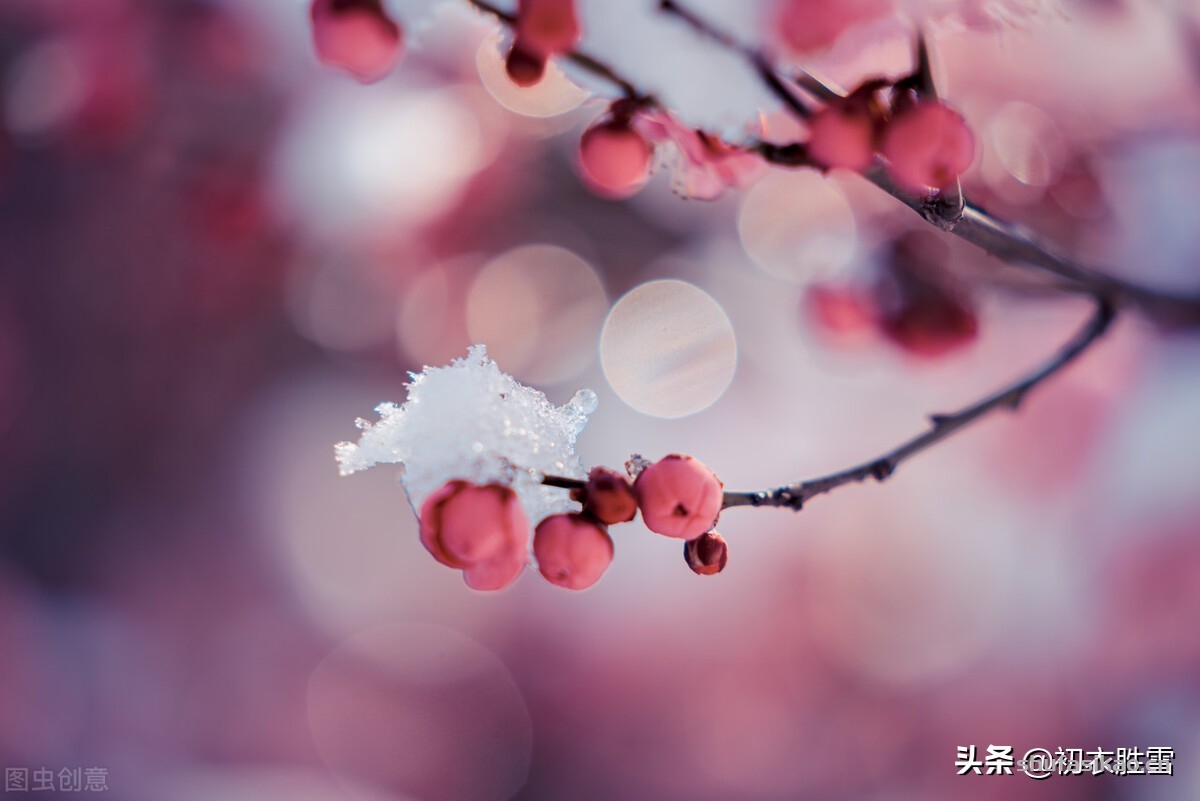 诗词解读：大雪节气古诗六首赏读：此间大雪节，花放小桃枝-爱读书