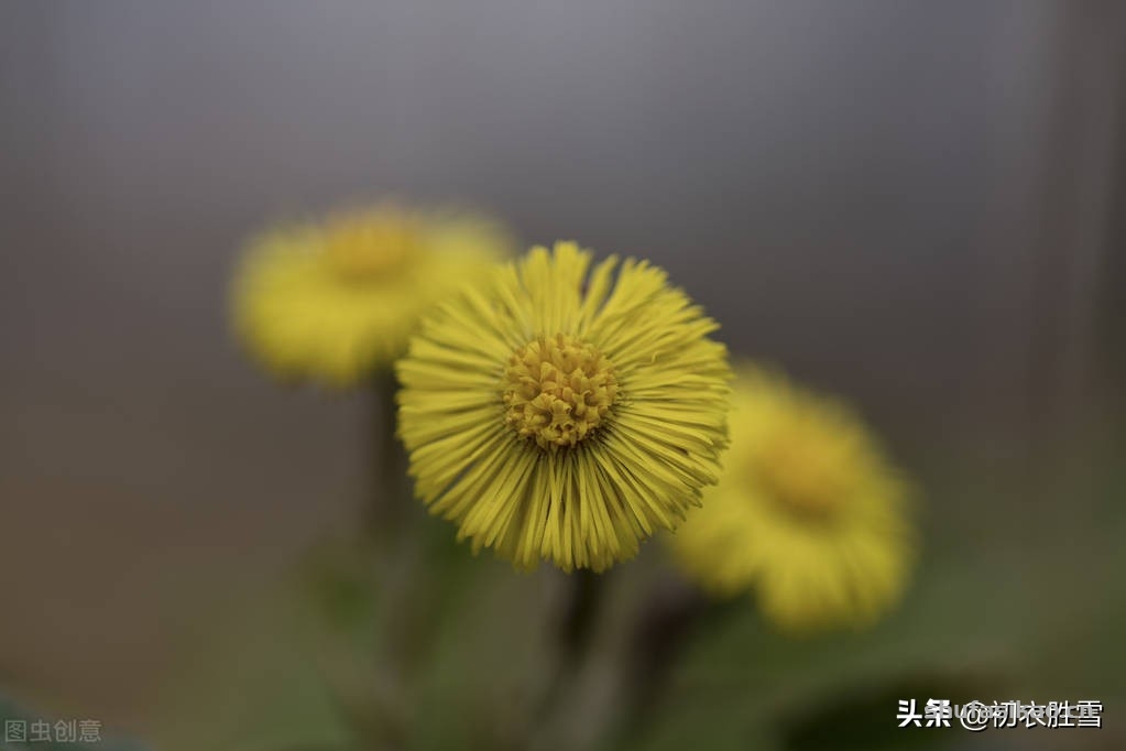 诗词解读：冬花款冬花古诗五首：独有款冬花，霜天月正华-爱读书