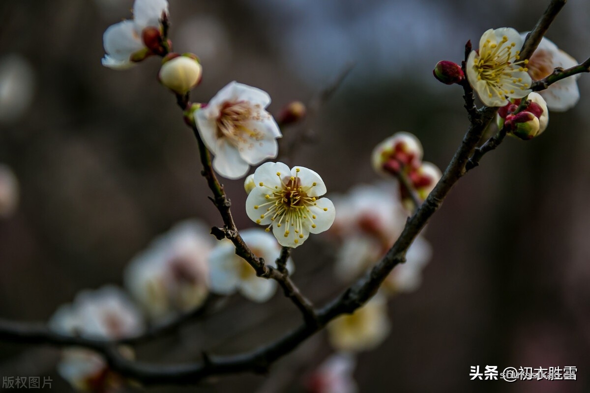 诗词解读：黄景仁清奇梅花诗词五首赏读：一树野梅香送，水寒花骨痛-爱读书