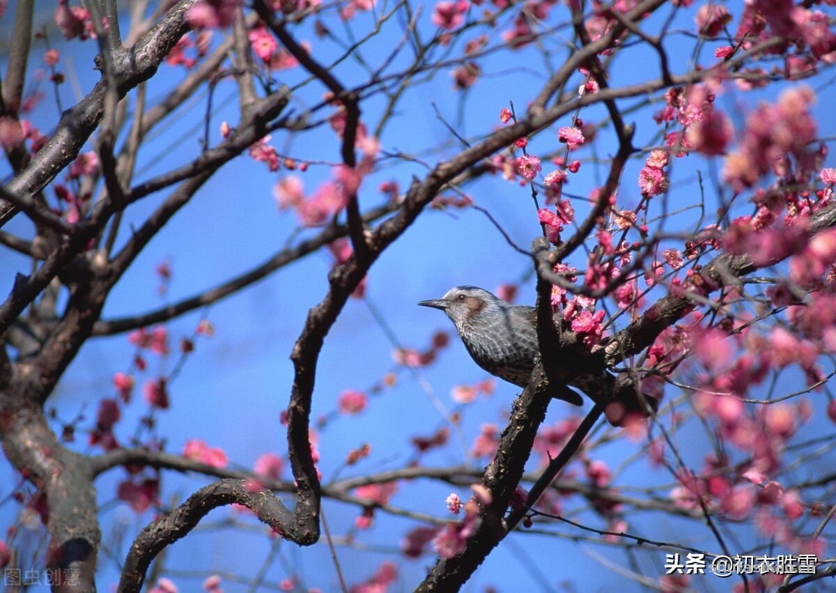诗词解读：诗经五首梅花诗，表示古代的梅花，曾经俏皮开放在北方-爱读书