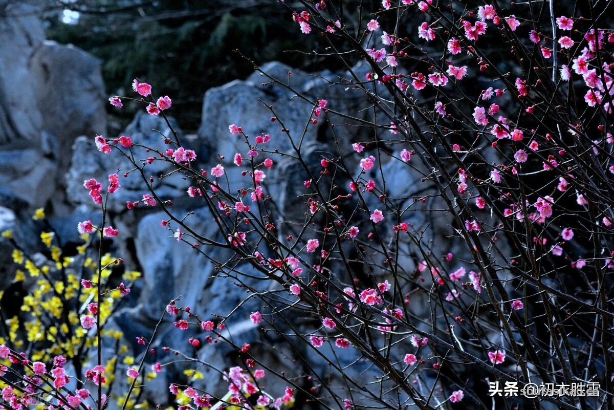 诗词解读：仲冬美诗六首，枇杷著花当仲冬，梅小初开昨夜风-爱读书