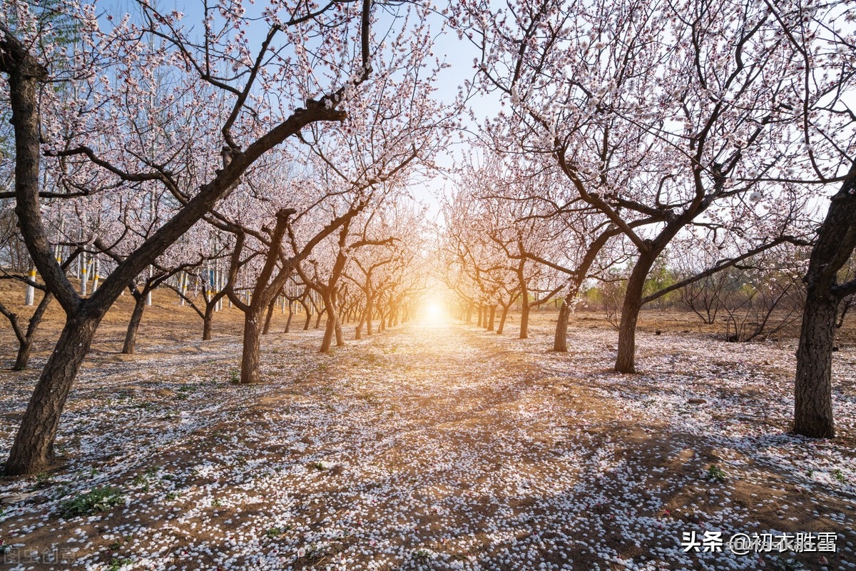 诗词解读：黄景仁清奇梅花诗词五首赏读：一树野梅香送，水寒花骨痛-爱读书