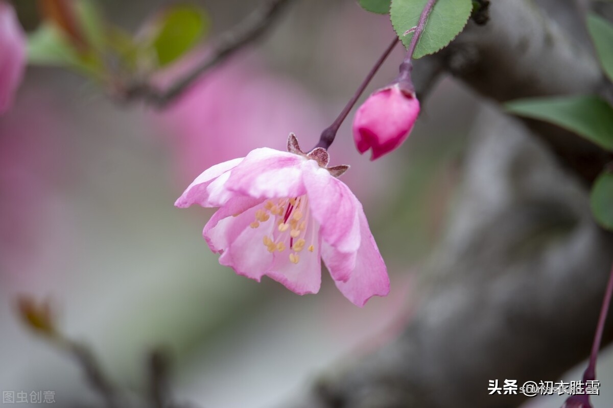 诗词解读：冬日海棠古诗六首：谁知寒雨里，也作小春花-爱读书