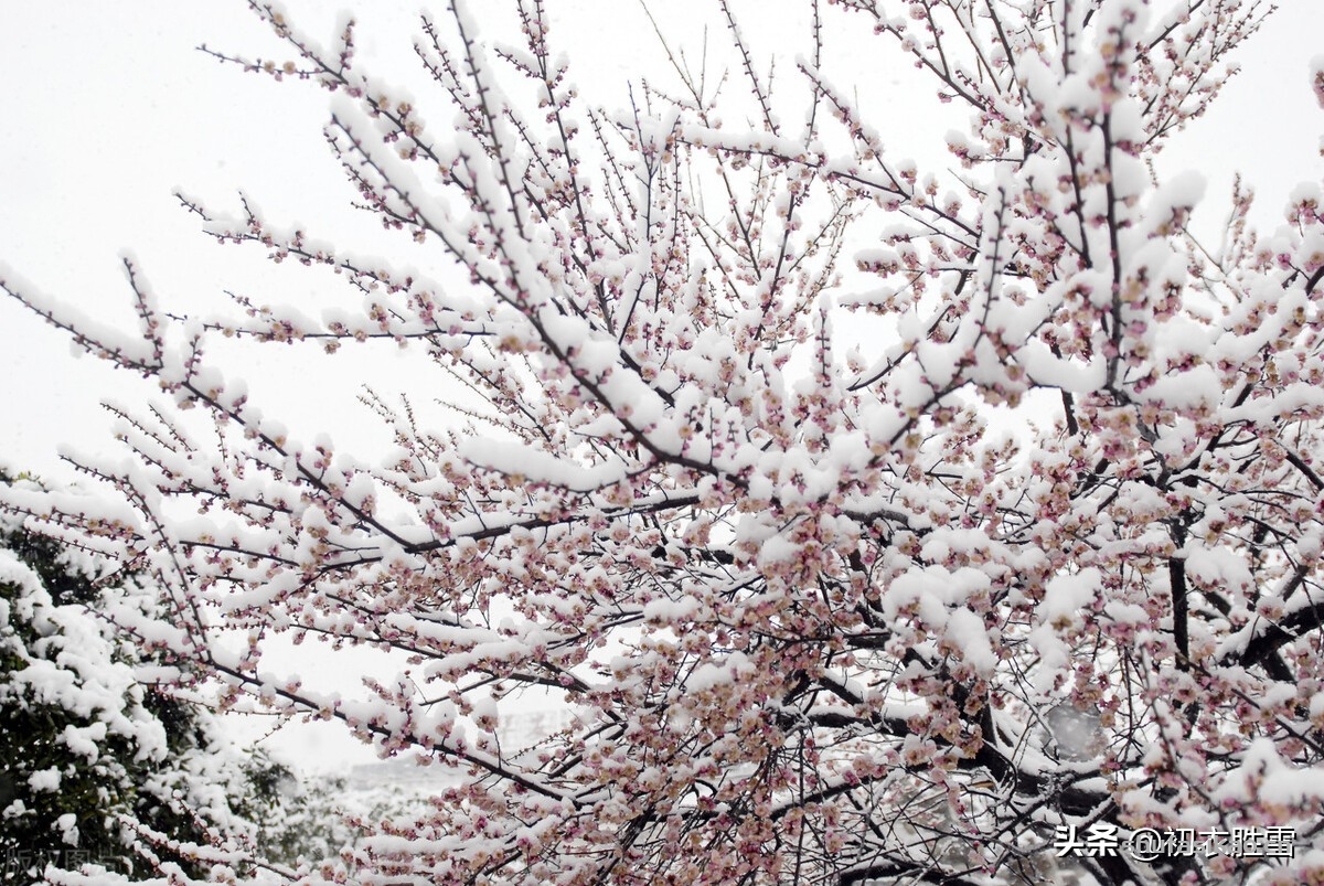 诗词解读:李商隐的《莫愁》,雪中梅下与谁期,莫愁还自有愁时-爱读书 诗词解读:李商隐的《莫愁》,雪中梅下与谁期,莫愁还自有愁时-爱读书