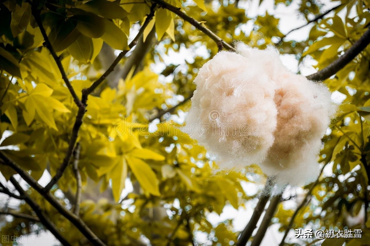 诗词解读:哀牢山古诗五首:哀牢山头老松几万本,松花松叶落地如铺毡-爱读书 诗词解读:哀牢山古诗五首:哀牢山头老松几万本,松花松叶落地如铺毡-爱读书