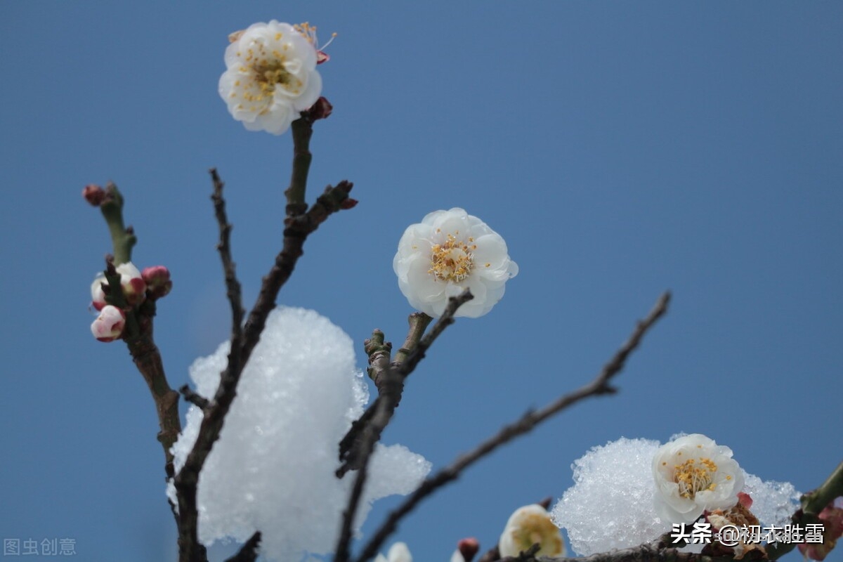 诗词解读：仲冬美诗六首，枇杷著花当仲冬，梅小初开昨夜风-爱读书