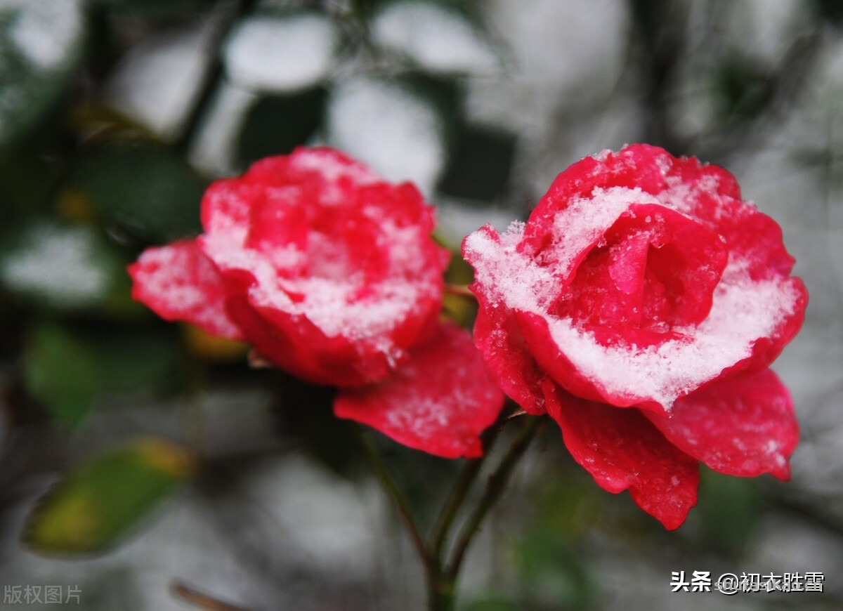 诗词解读:冬天月季诗词六首,丈席人来刚立雪,对花一似坐春风-爱读书 诗词解读:冬天月季诗词六首,丈席人来刚立雪,对花一似坐春风-爱读书