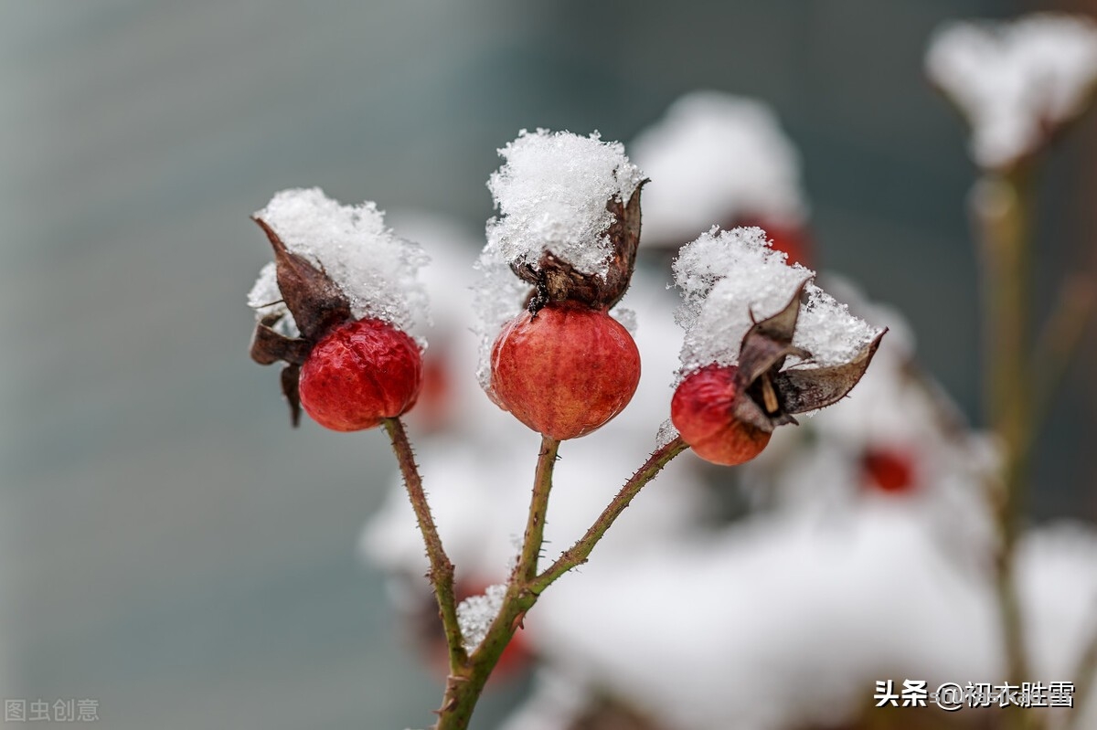 诗词解读：大雪节气古诗六首赏读：此间大雪节，花放小桃枝-爱读书