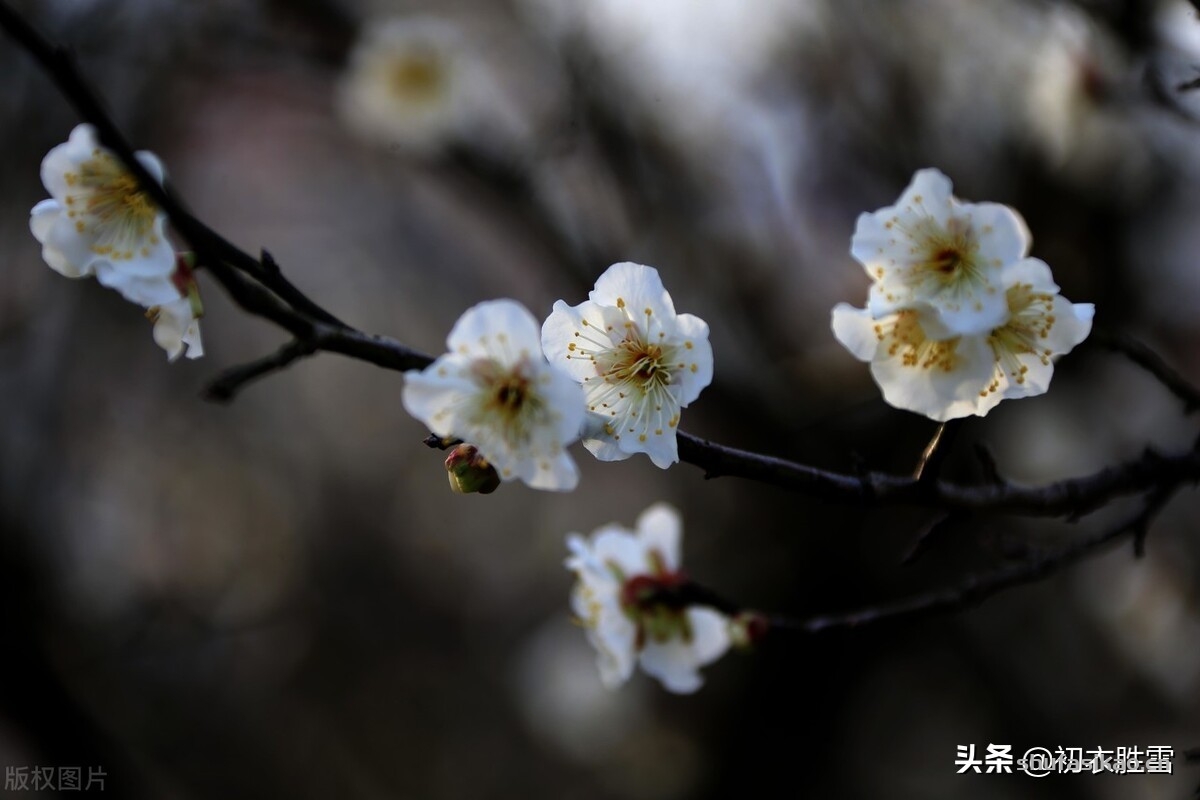诗词解读:崔道融梅花三首,朔风如解意,容易莫摧残,是朔风不是逆风-爱读书 诗词解读:崔道融梅花三首,朔风如解意,容易莫摧残,是朔风不是逆风-爱读书