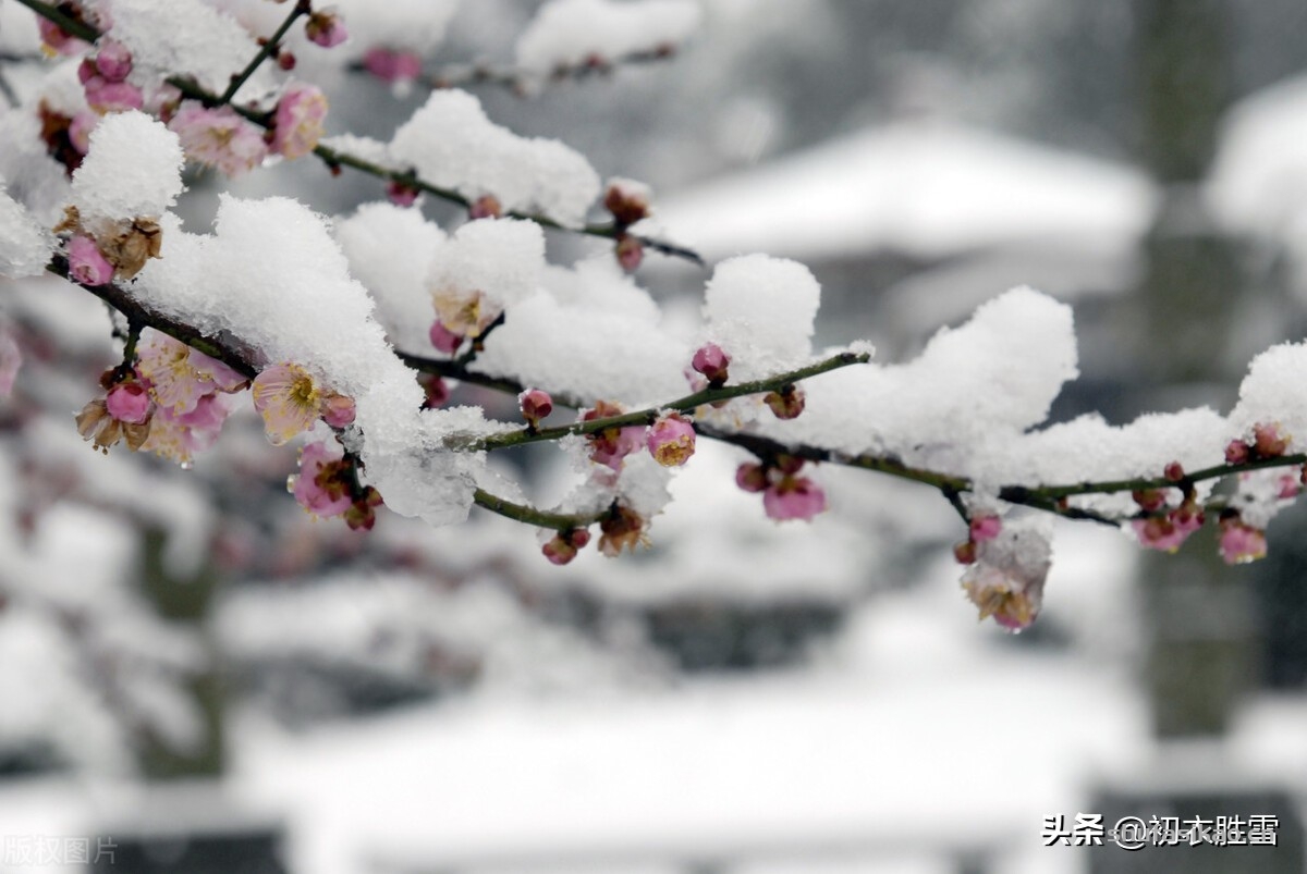 诗词解读:李商隐的《莫愁》,雪中梅下与谁期,莫愁还自有愁时-爱读书 诗词解读:李商隐的《莫愁》,雪中梅下与谁期,莫愁还自有愁时-爱读书