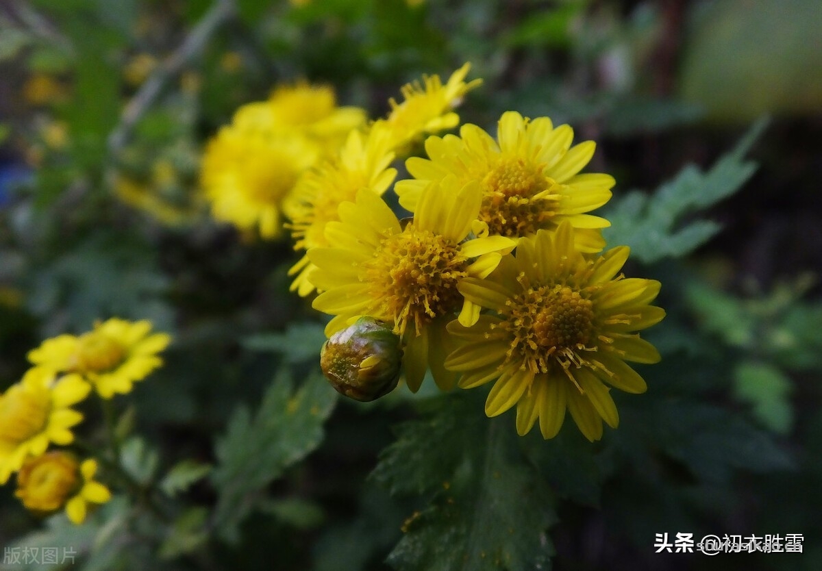 诗词解读：冬月花开七首，欣赏诗词里，那些在仲冬依然开放的花朵-爱读书