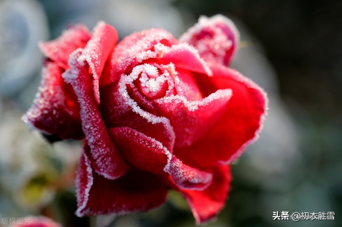 诗词解读:冬天月季诗词六首,丈席人来刚立雪,对花一似坐春风-爱读书 诗词解读:冬天月季诗词六首,丈席人来刚立雪,对花一似坐春风-爱读书