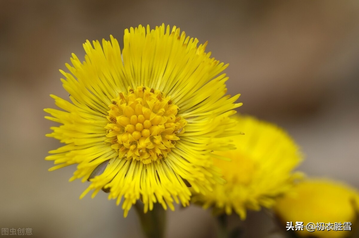诗词解读：冬花款冬花古诗五首：独有款冬花，霜天月正华-爱读书
