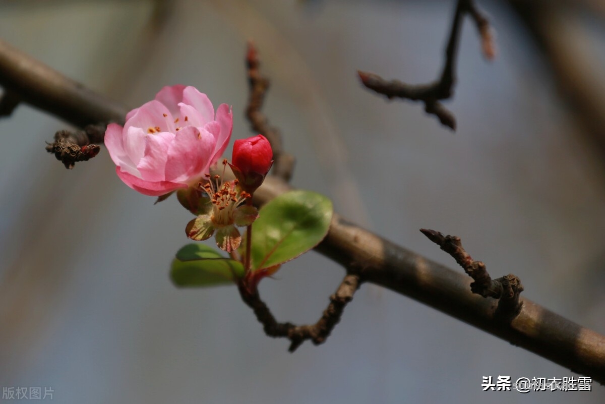 诗词解读：冬日海棠古诗六首：谁知寒雨里，也作小春花-爱读书