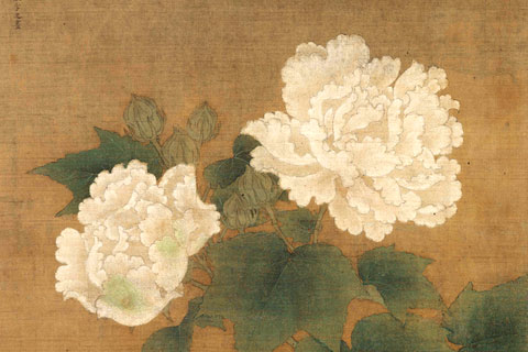 白芙蓉-李迪